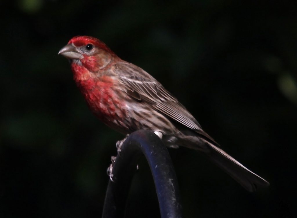 Beatufiful little bird that can bee seen in your backyard any time of the day or night.