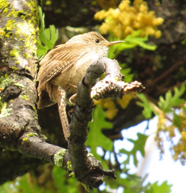 A bird on a branch

Description automatically generated with medium confidence