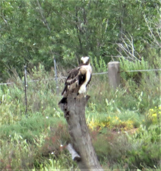 A bird on a tree stump

Description automatically generated with low confidence