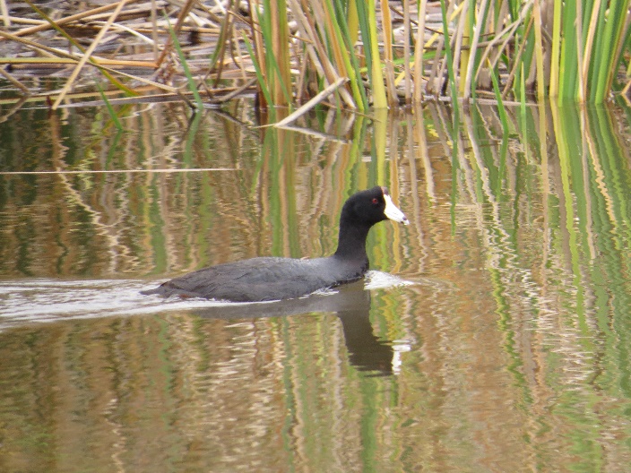 A duck swimming in a pond

Description automatically generated with low confidence