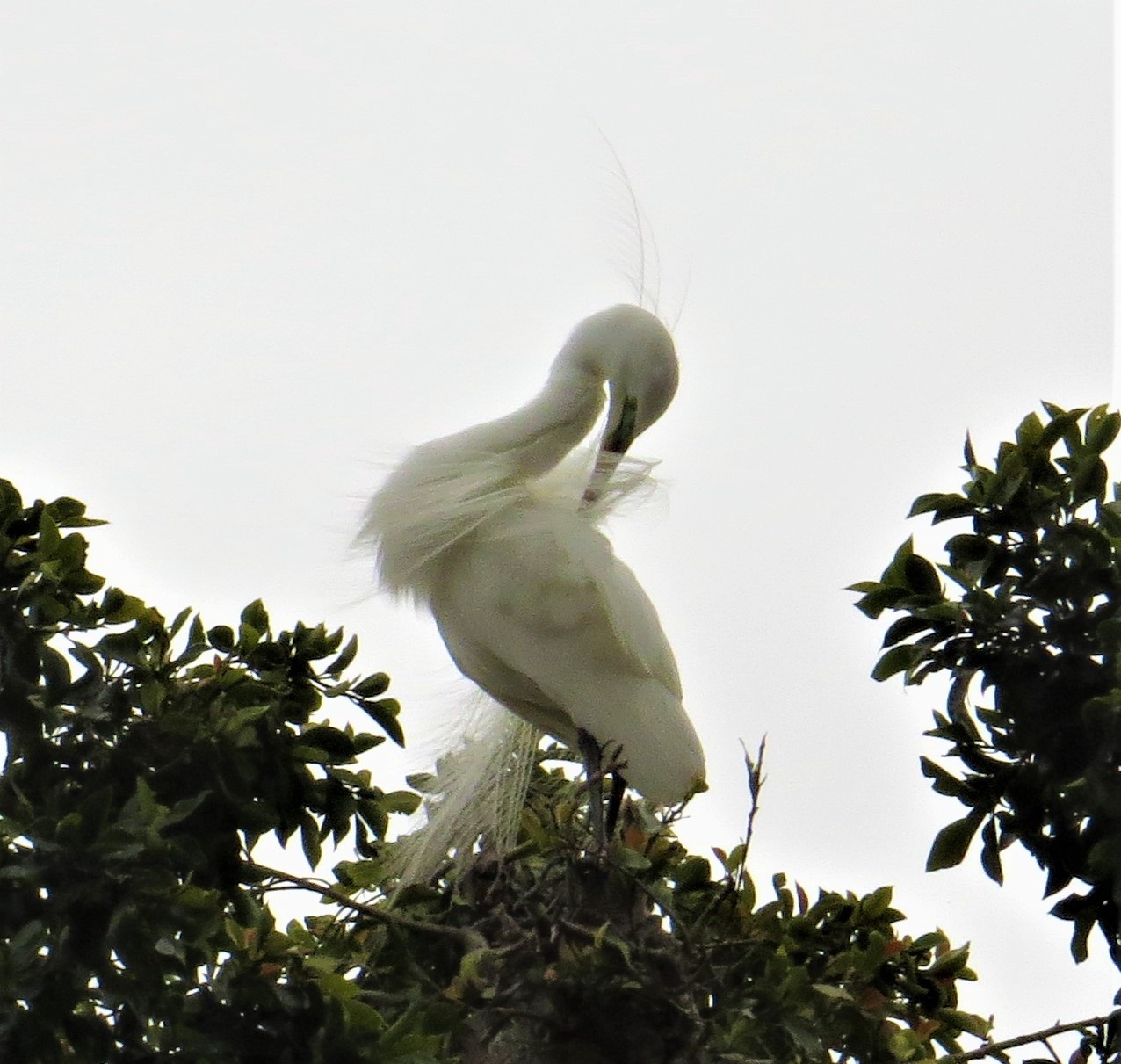 A white bird standing on a tree Description automatically generated with medium confidence