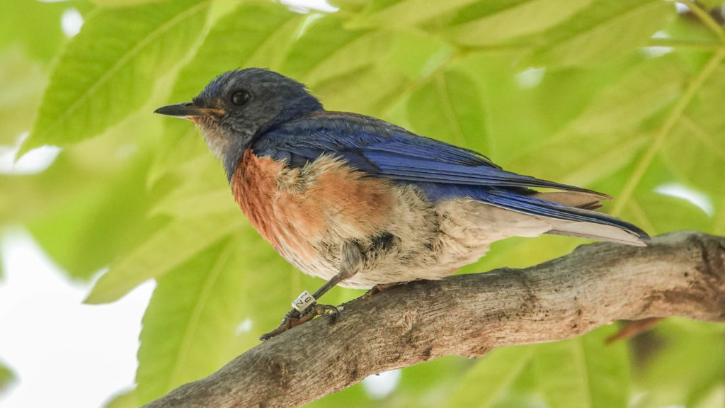 A bird on a branch Description automatically generated with medium confidence