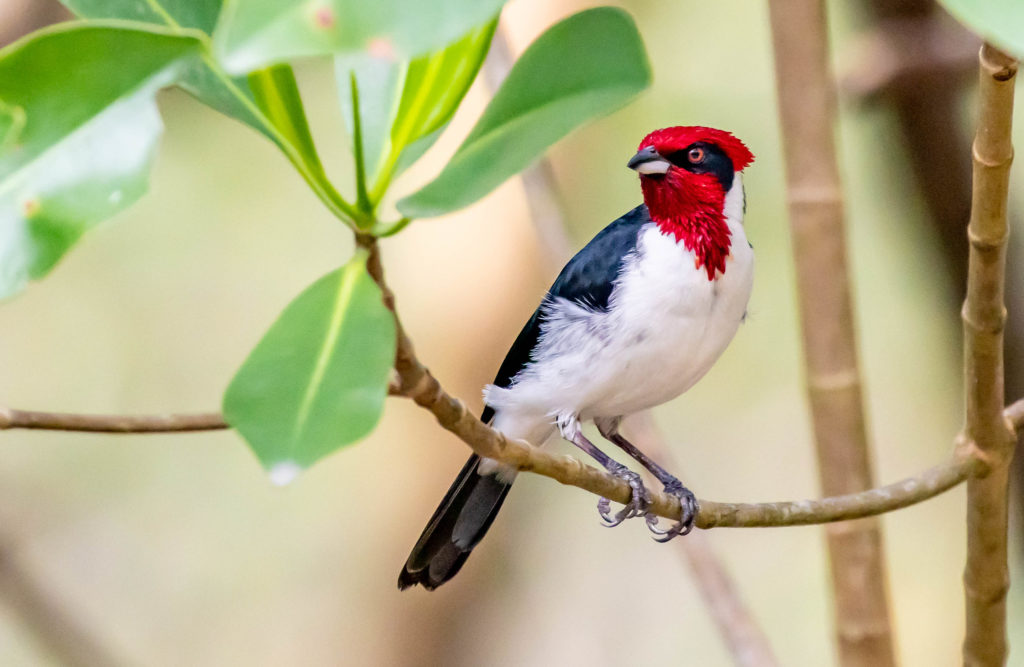 A bird sitting on a branch Description automatically generated