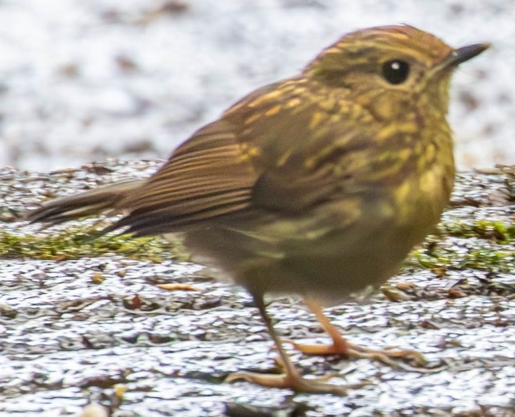 A bird standing on the ground Description automatically generated